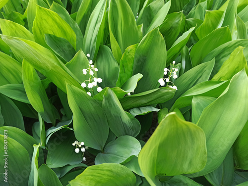 Flowering of lilies of the valley. White flowers and green leaves of lilies of the valley. A meadow of lilies of the valley. spring wallpaper