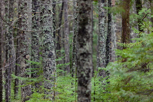 Fototapeta Naklejka Na Ścianę i Meble -  Old Conifer Forest background