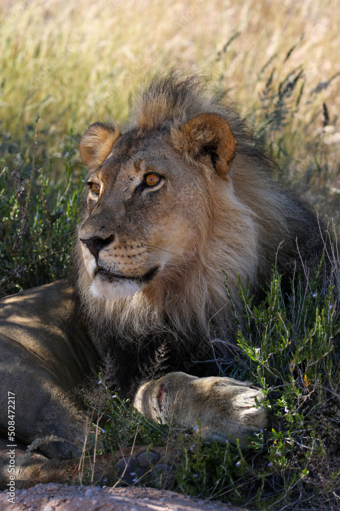 Fototapeta premium Male Lion in the Kgalagadi