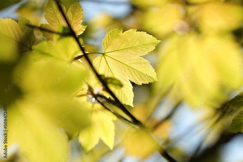 Sycamore maple leaf in the forest Sycamore maple leaf in the forest
