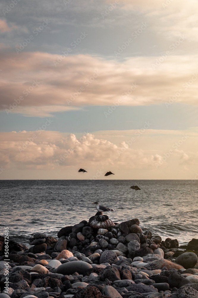 Sunset on the beach with birds flying, Azores Sunset on the beach with birds flying, Azores