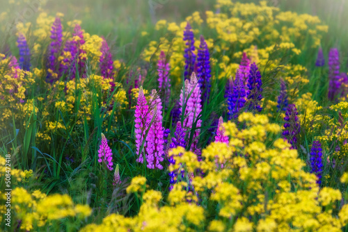 Beautiful and colorful wild flowers Lupine in evening summer field