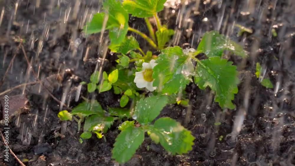 Watering the bed with growing flowering strawberries in the vegetable garden close-up at sunrise Watering the bed with growing flowering strawberries in the vegetable garden close-up at sunrise