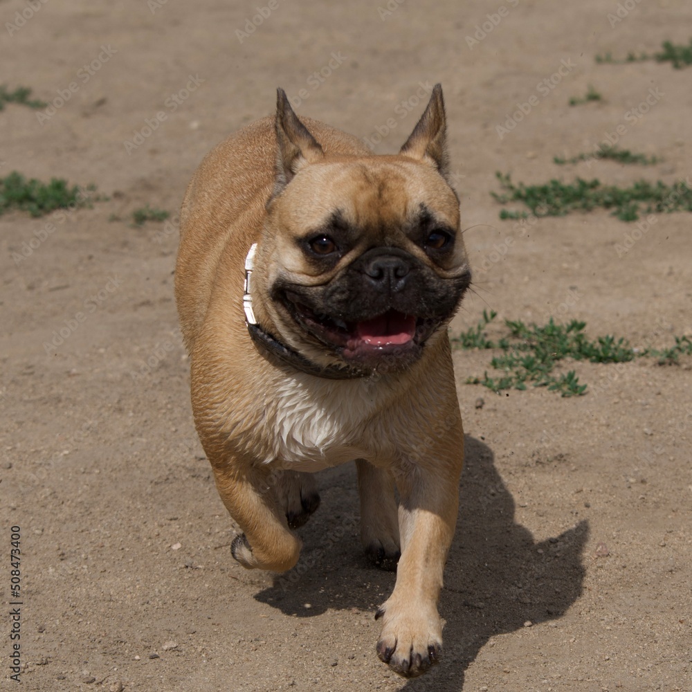 Obraz premium French bulldog in a french park near lyon