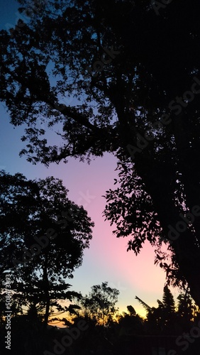 sunset and tree
