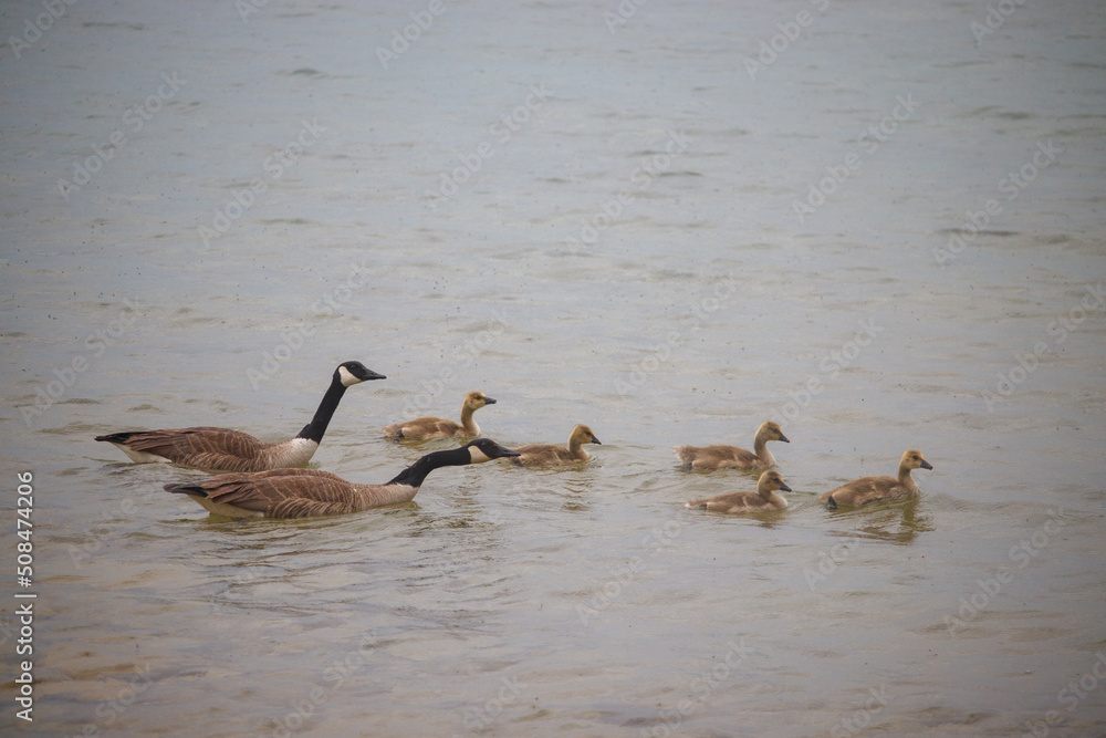 Canadian Geese Swimming with their Babies Canadian Geese Swimming with their Babies