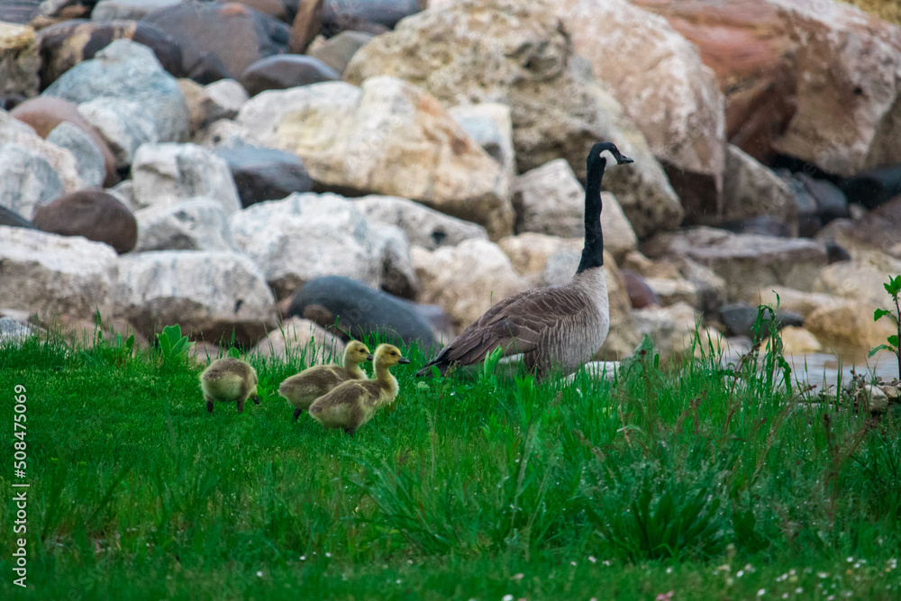 Canadian Geese in the Grass with their Babies
