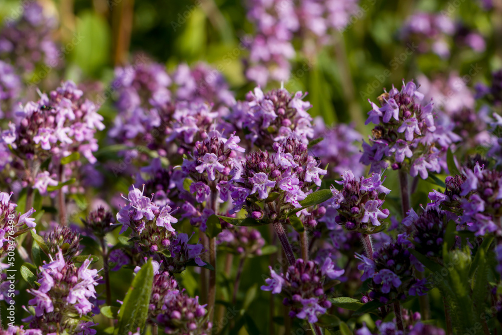 Purple thyme flowers in natural habitat. Selective focus. Purple thyme flowers in natural habitat. Selective focus.