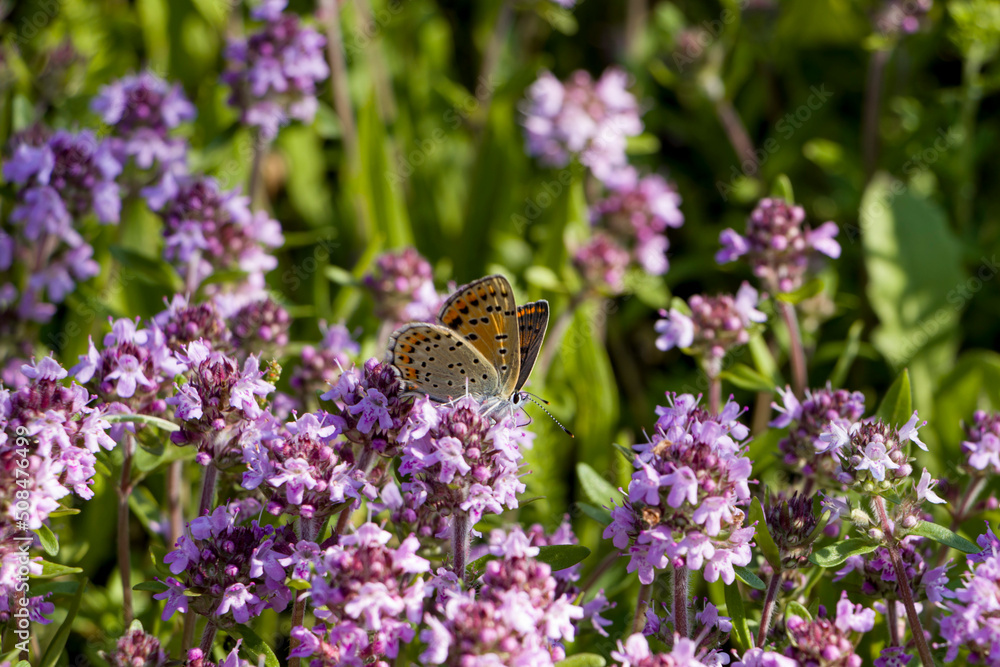 Butterfly on purple thyme flowers in natural habitat. selective focus Butterfly on purple thyme flowers in natural habitat. selective focus