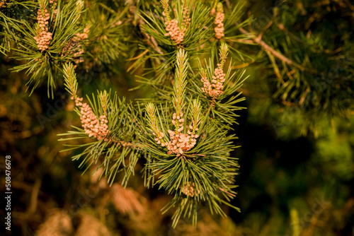 Pine blossom. Flowering coniferous trees. Young spruce shoots. Selective focus.
