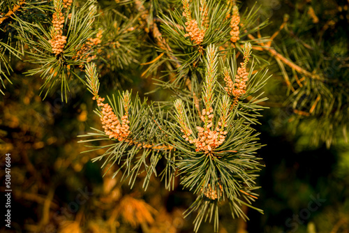 Pine blossom. Flowering coniferous trees. Young spruce shoots. Selective focus.