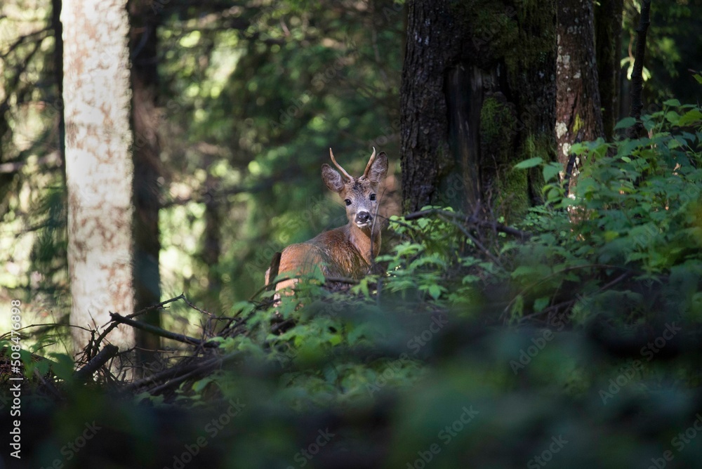 Wild roe deer in Italian forest Wild roe deer in Italian forest