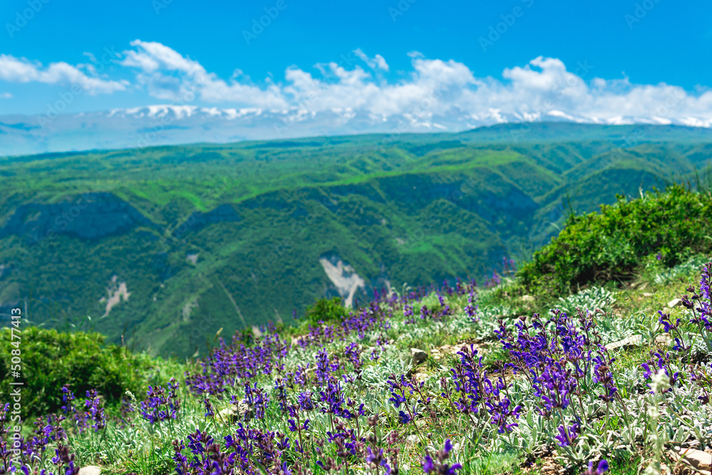 spring mountain landscape with blooming alpine meadow