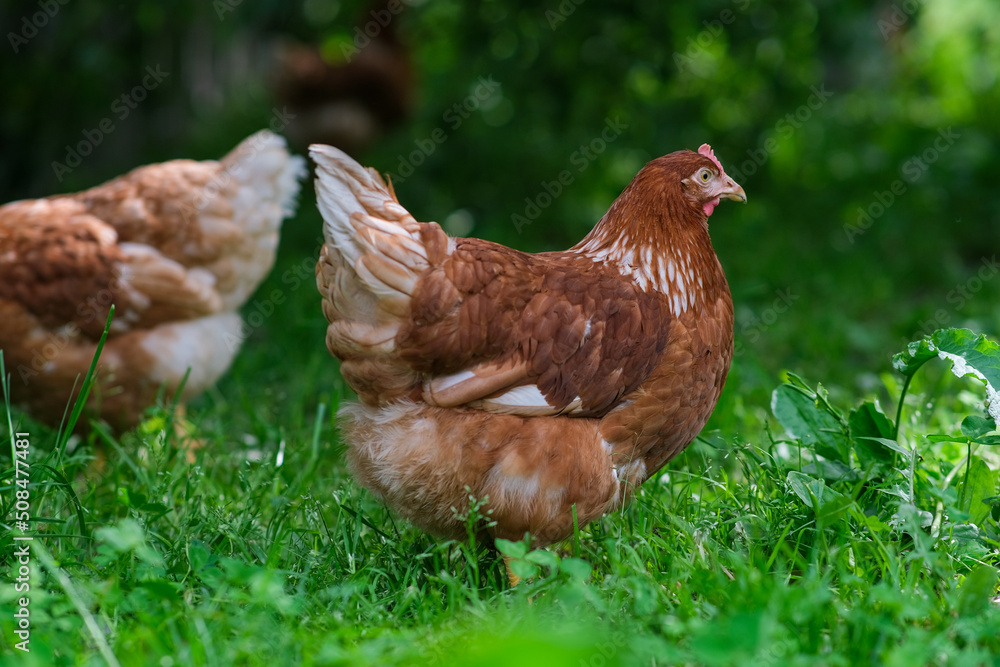 A red hen grazes in the green grass. Raising poultry.