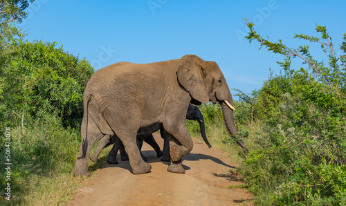 Elefantenmutter mit Elefanten Baby im Naturreservat Hluhluwe Nationalpark S  dafrika