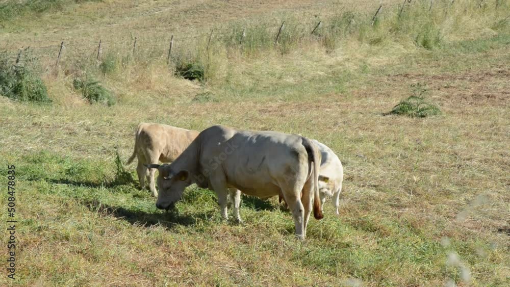 free grazing cows and calves in late spring free grazing cows and calves in late spring