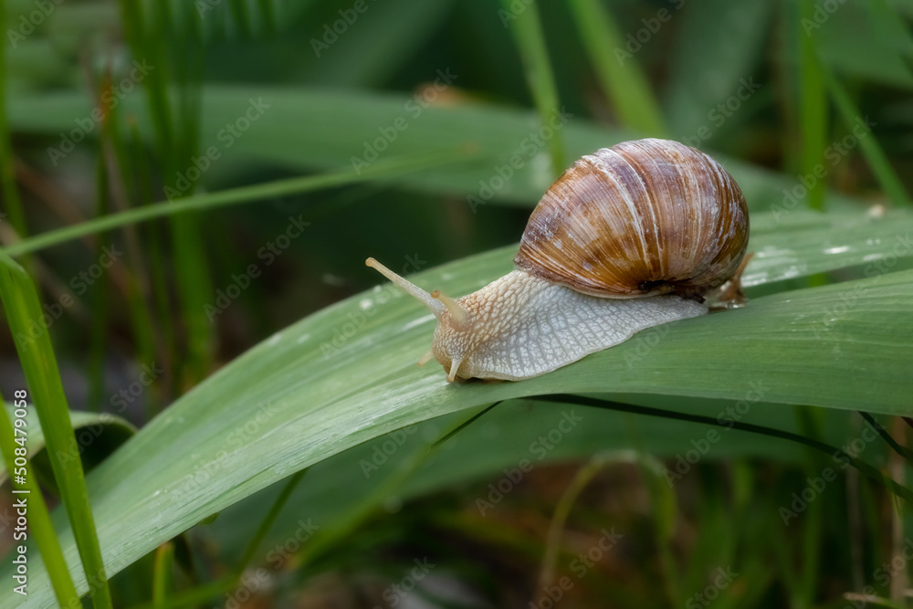 Grape snail crawls on a green leaf.Mollusk without a vertebrate.Delicatessen meat and delicacies. Grape snail crawls on a green leaf.Mollusk without a vertebrate.Delicatessen meat and delicacies.
