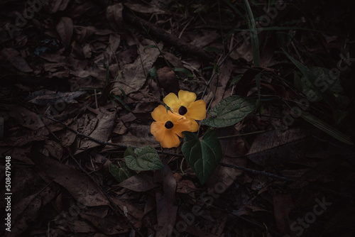 Yellow Flower