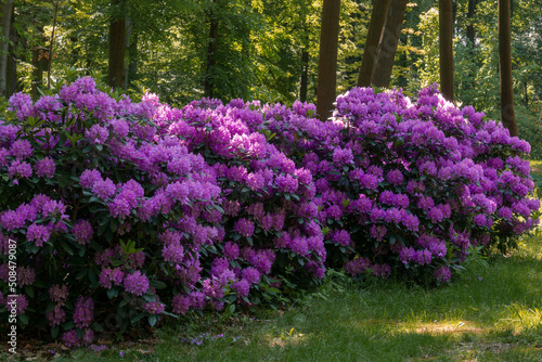 Blooming bushes of purple rhododendrons in the park.