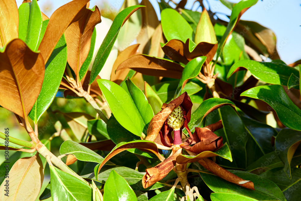Orange withered magnolia flower under the sum with green and brown leaves, macro photo, selective focus Orange withered magnolia flower under the sum with green and brown leaves, macro photo, selective focus