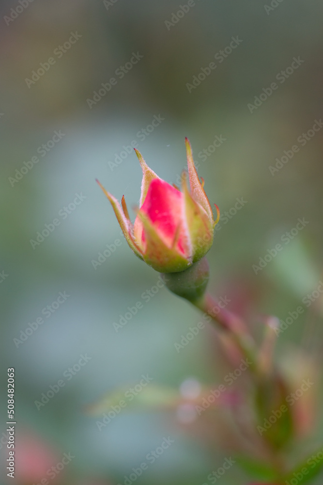 pinke Rosen - Blütenknospen