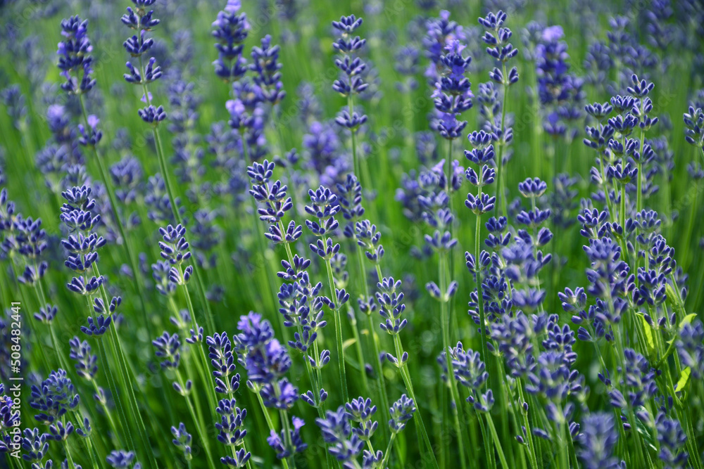 lavender flowers in a field lavender flowers in a field