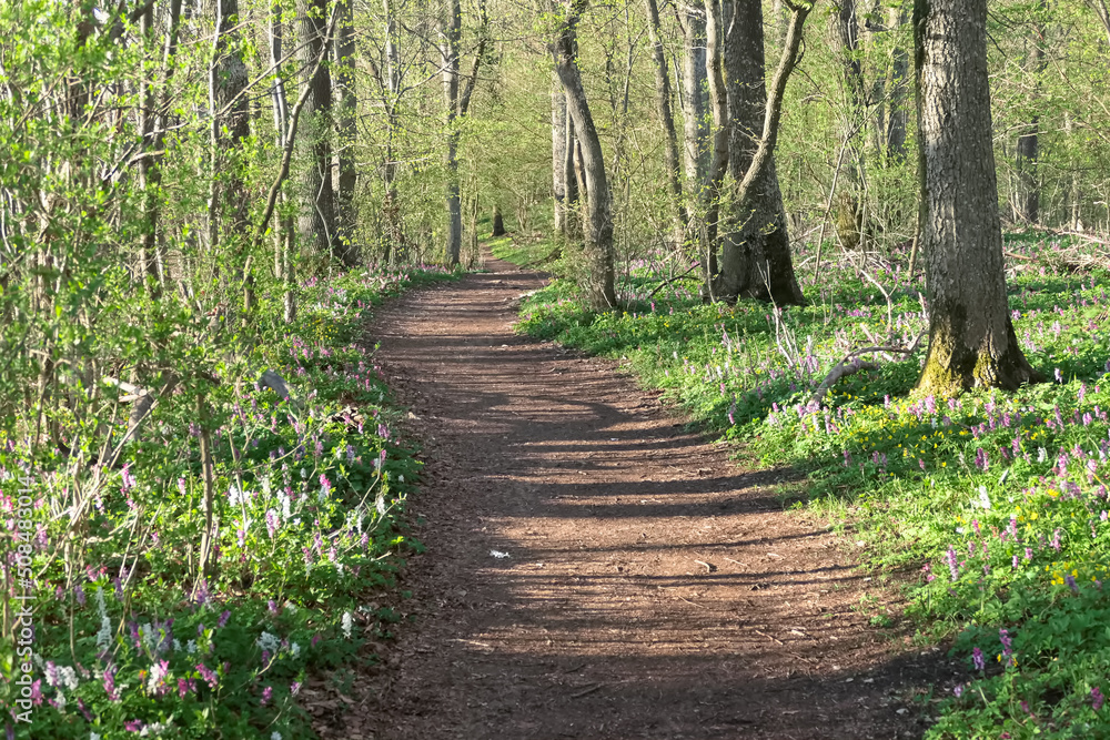 Obraz premium Waldweg im Frühling
