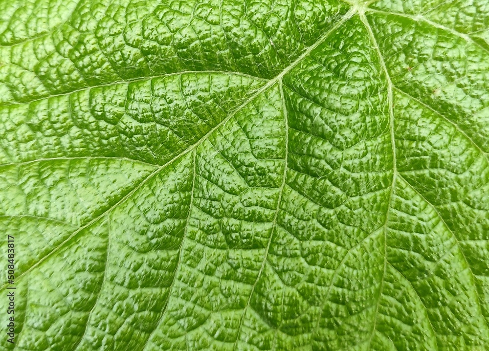 green leaf texture green leaf texture
