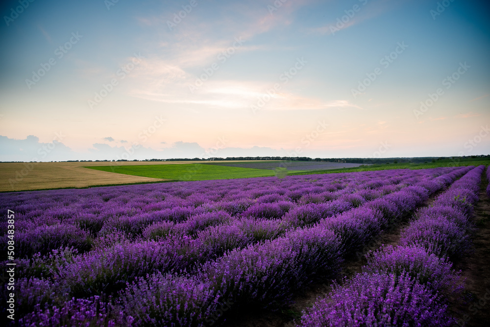 Fototapeta premium lavender field at sunset