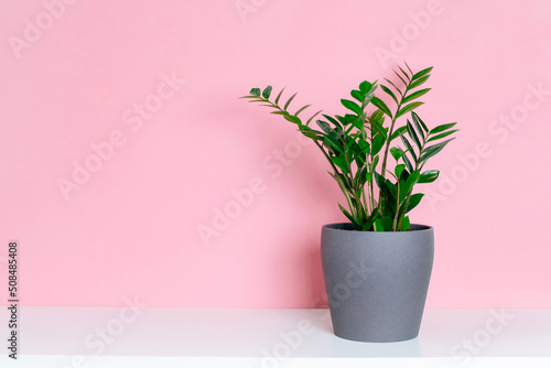 Potted plant zamioculcas on white shelf at pink background.