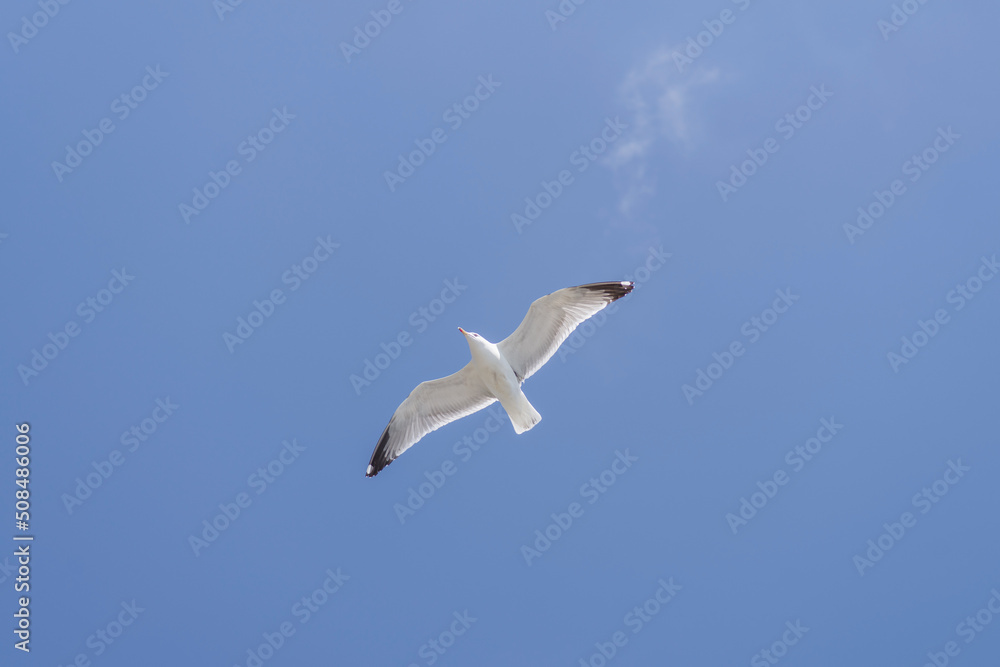 Yellow legged seagull in clear sunny sky Yellow legged seagull in clear sunny sky