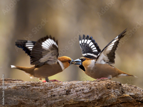 Fotografia Hawfinchs fighting