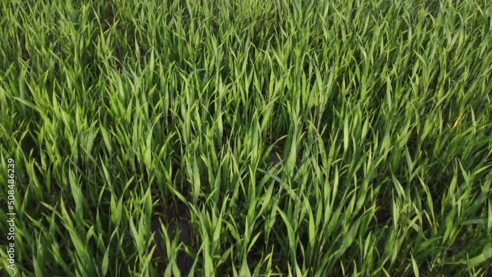 agriculture. green field of early wheat at sunset sunset sunlight movement. green grass sways in lifestyle the wind. Natural texture background, young wheat sprouts waving in wind. Harvest organic agriculture. green field of early wheat at sunset sunset sunlight movement. green grass sways in lifestyle the wind. Natural texture background, young wheat sprouts waving in wind. Harvest organic