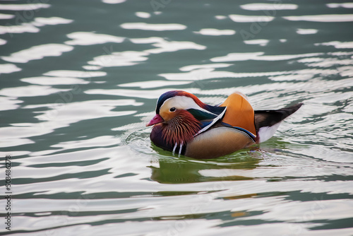 A cute male mandarin duck swimming on the lake
