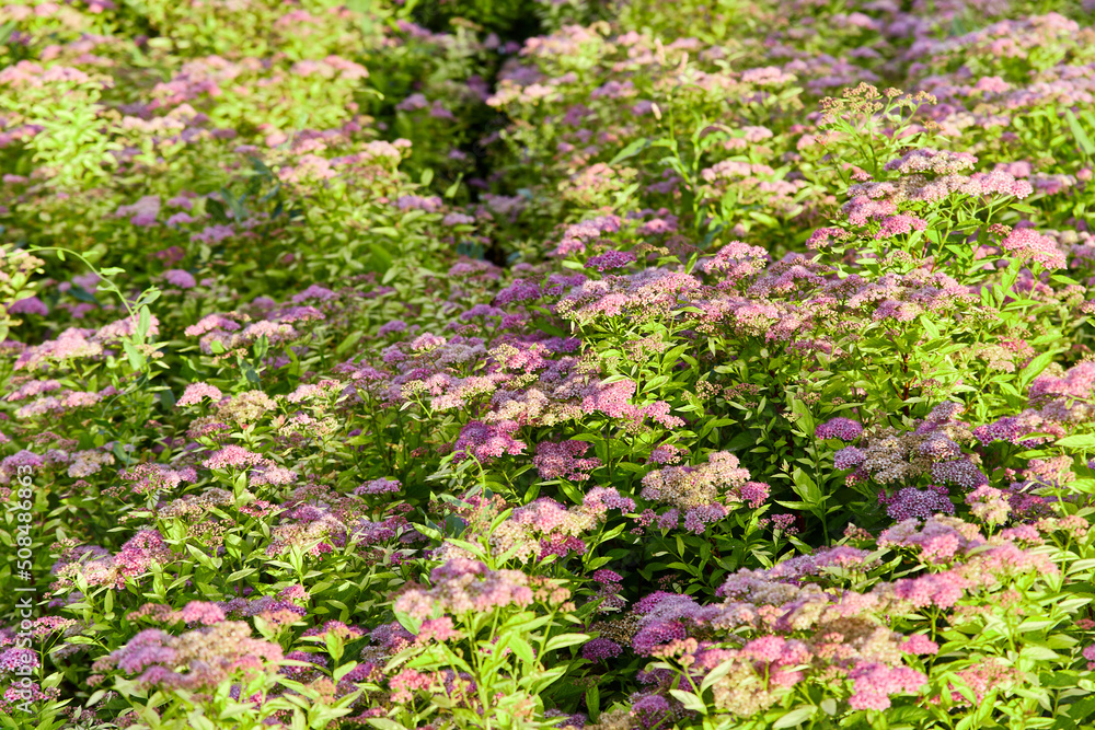 Bush of many pink and purple Japanese spiraea wildflowers at dawn with green leaves in bright sunlight, macro photo, selective focus