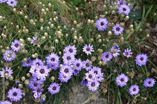 Centaurea cyanus au printemps