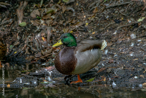 A male mallard duck at the water's edge, La sablière lake in CHALLANS, France.

 photo