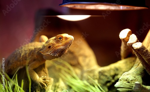 Photographie Pogona lézard reptile ou dragon barbue dans son terrarium