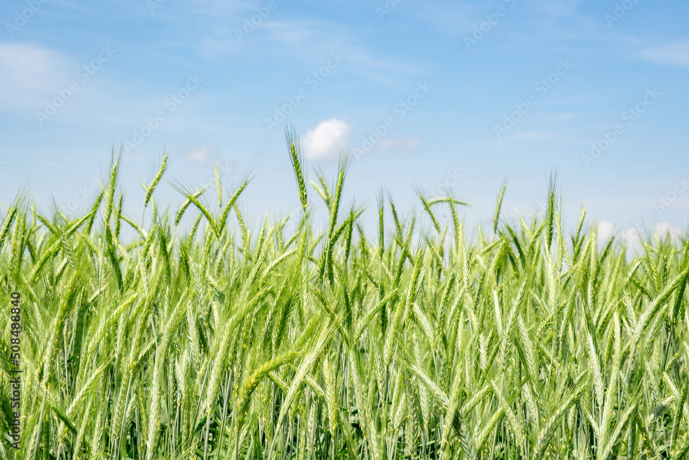 green barley field in early summer green barley field in early summer