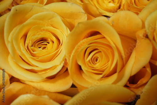 Gelbe frische Rosen 