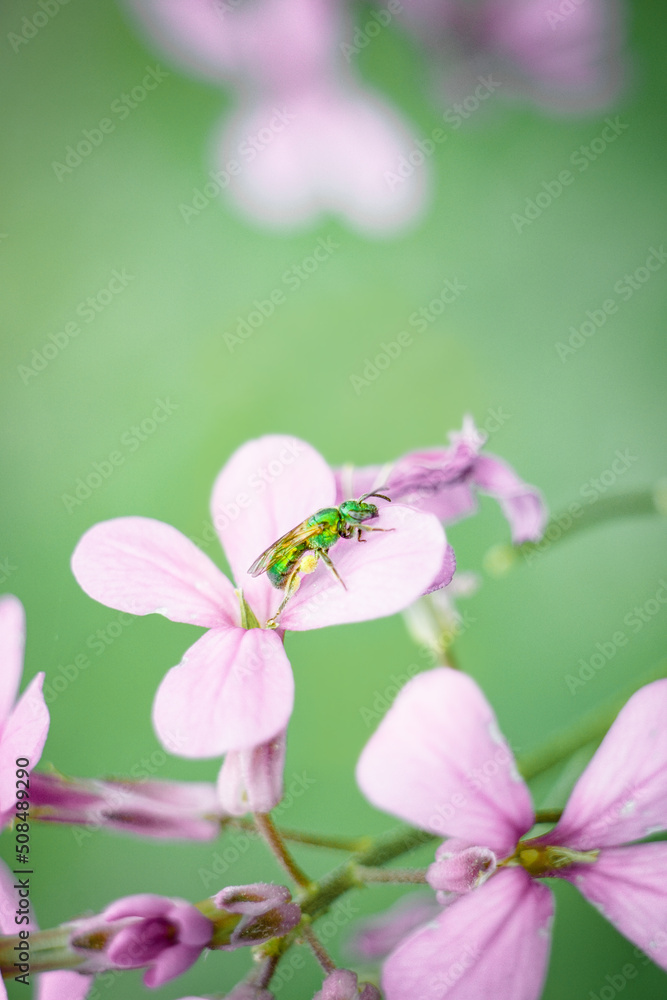 Metallic Green Sweat Bee on delicate pink flower in summer garden background Metallic Green Sweat Bee on delicate pink flower in summer garden background