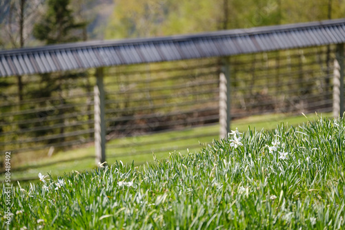 Plavski rovt in Slovenia blooming with white narcissus flowers
