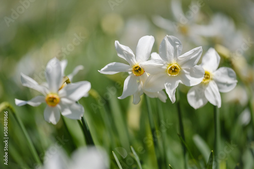 Plavski rovt in Slovenia blooming with white narcissus flowers