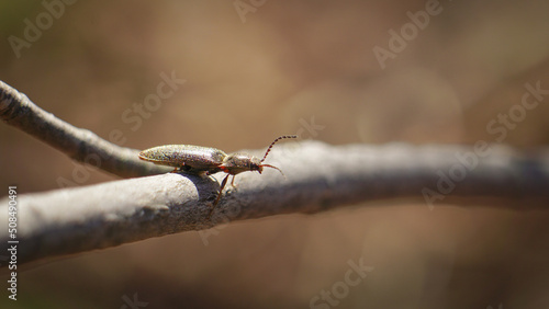 Firefly Beetle Rests on Branch in Summer Garden Macro Background © Christine Grindle