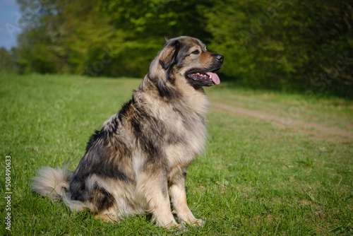 Slovenian Karst shepherd dog in spring greenery photo