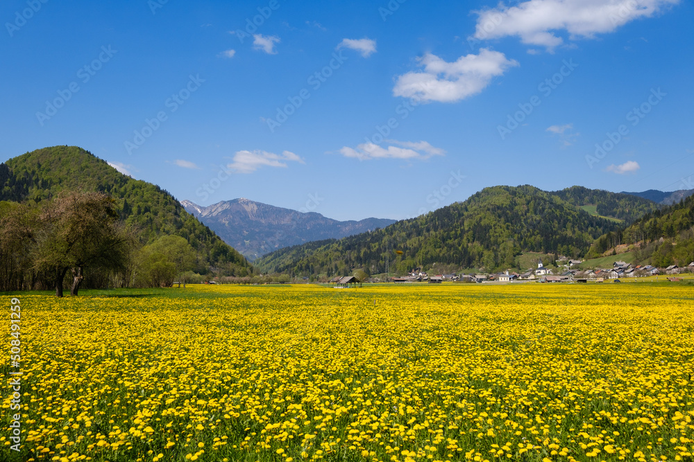 Yellow blooming grasslands in Selska valley in spring in Slovenia