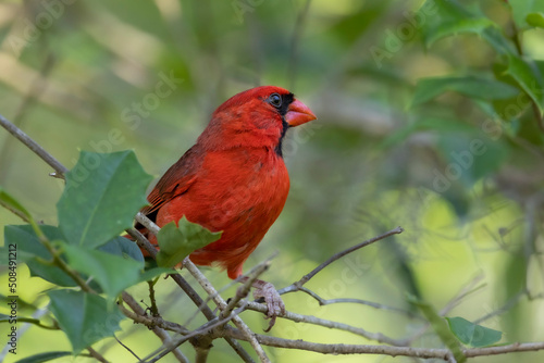 Male Cardinal © Art Sublimina