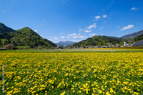 Yellow blooming grasslands in Selska valley in spring in Slovenia