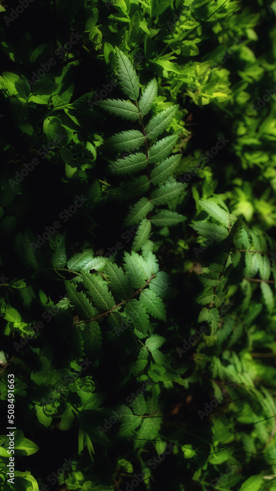 ferns in the forest ferns in the forest