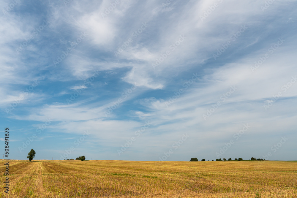 Beautiful yellow and gold field against the blue sky. The harvest season of wheat and other crops. Agriculture in an ecologically clean place. Nature wallpaper Beautiful yellow and gold field against the blue sky. The harvest season of wheat and other crops. Agriculture in an ecologically clean place. Nature wallpaper